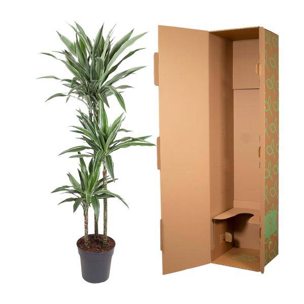 Drachenbaum - Dracaena Warneckei - Zimmerpflanze - 140cm - ø27cm