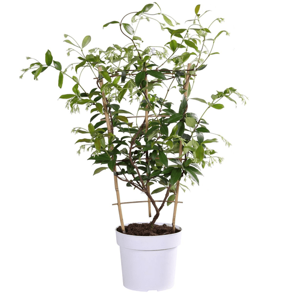 Sternjasmin Trachelospermum 'Star of Toskana' – Gelb – Immergrüne Kletterpflanze – ca. 65cm Höhe – Duftender mediterraner Jasmin für Terrasse & Balkon