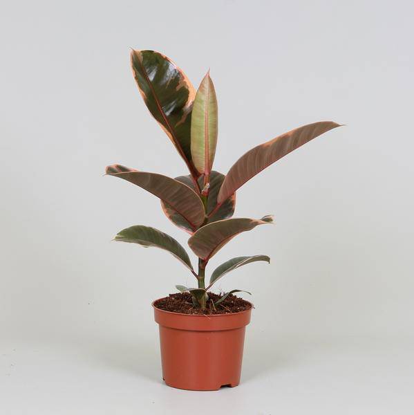 Gummibaum - Ficus Elastica Belize - Zimmerpflanze - Ø12cm - ↕30cm