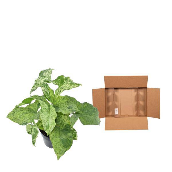 Syngonium Mottled – Purpurtute – Zimmerpflanze – ↕25cm – Ø12cm – Tropische Kletterpflanze mit marmorierten Blättern – Pflegeleicht & dekorativ