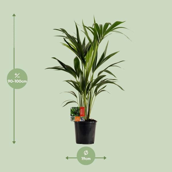 Kentiapalme - Howea Forsteriana - Zimmerpflanze - Ø19cm - ↕100cm