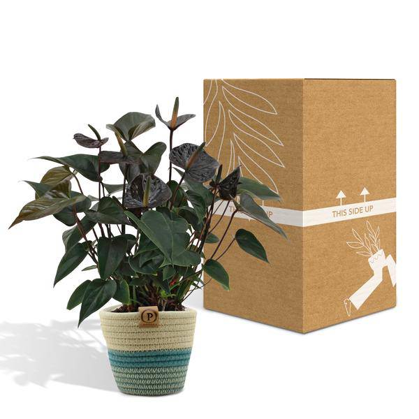 Flamingoblume - Anthurium andreanum Black Love - Zimmerpflanze + Korb Pure - 45cm - Ø12cm