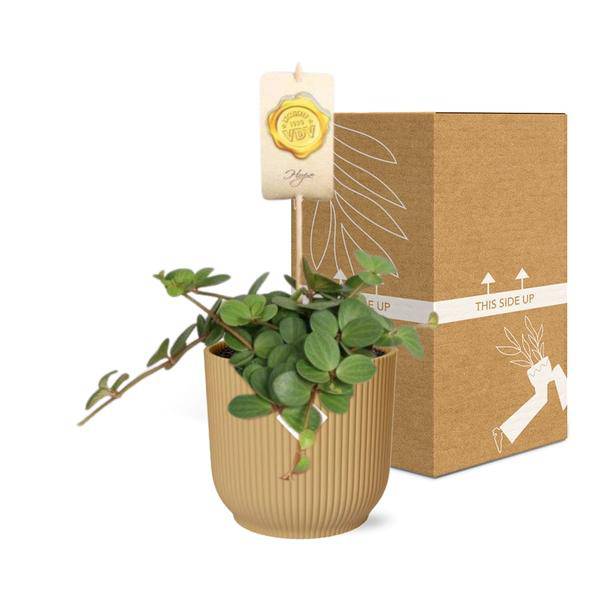 Zwergpfeffer - Peperomia 'Hope' - Zimmerpflanze + Topf Vibes Fold 14cm Gelb