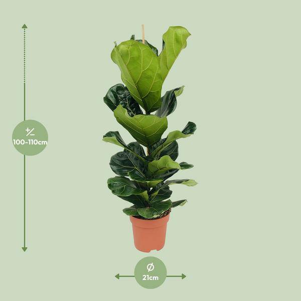 Ficus lyrata – Geigen-Feige – Ø21cm x H100cm – Großblättrige Zimmerpflanze – Luftreinigend & dekorativ – Pflegeleicht – Im Pflanztopf – Direkt aus der Gärtnerei