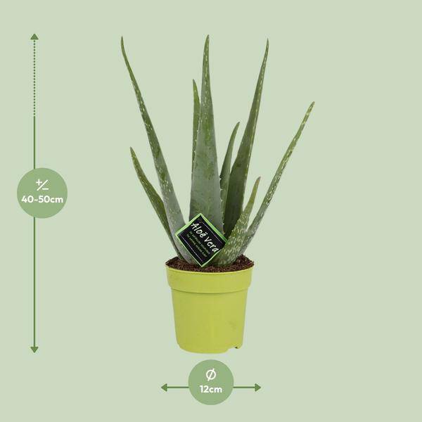 Echte Aloe - Aloe Vera - Zimmerpflanze - Ø12cm - ↕45cm