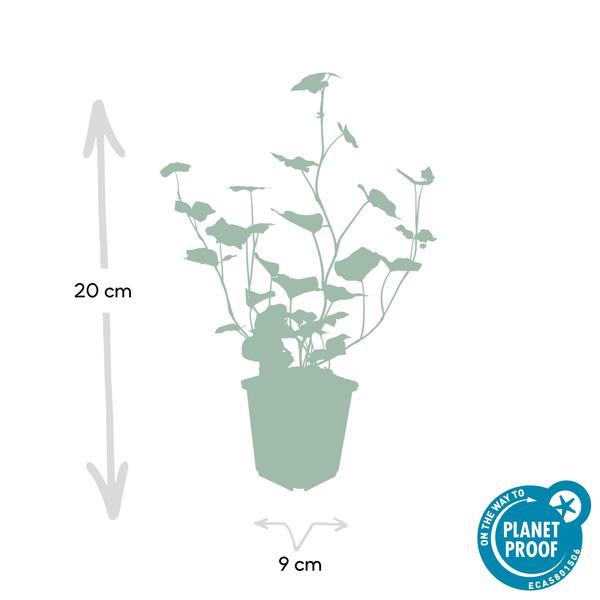 Großblättriger Irischer Efeu - Hedera Hibernica - ↕10-25cm - Ø9cm - 40 Stück