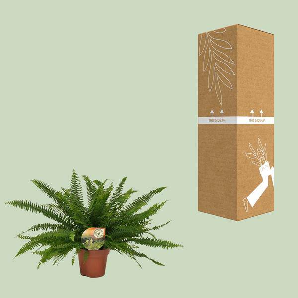 Schwertfarn - Nephrolepis Green Lady - Zimmerpflanze - Ø17cm - ↕40cm