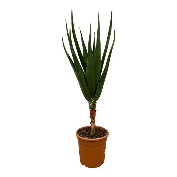 Aloe Barberae – Baumaloe – Exotische Zimmer- & Gartenpflanze – ↕140cm – Ø30cm – Seltene Sukkulente mit langen grünen Blättern – Pflegeleicht & sonnenliebend