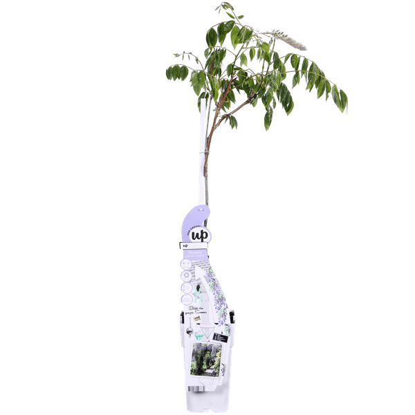 Chinesischer Duft-Blauregen - Wisteria sinensis Caroline - Ø15cm - ↕65cm