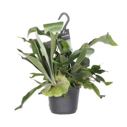 Geweihfarn – Platycerium Netherlands – Zimmerpflanze – Ø17cm ↕30cm – Epiphytischer Farn – Pflegeleicht – Luftreinigend – Dekopflanze