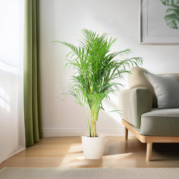 Areca-Palme Dypsis Goldfruchtpalme – Zimmerpflanze ↕100cm Ø21cm – Mit Viber Topf Weiß – Luftreinigende Tropenpflanze für Wohnzimmer & Büro – Nachhaltig & dekorativ