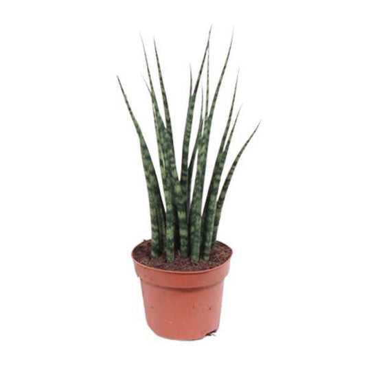 Bogenhanf - Sansevieria Fernholz Mikado - Zimmerpflanze -Ø12cm - ↕40cm