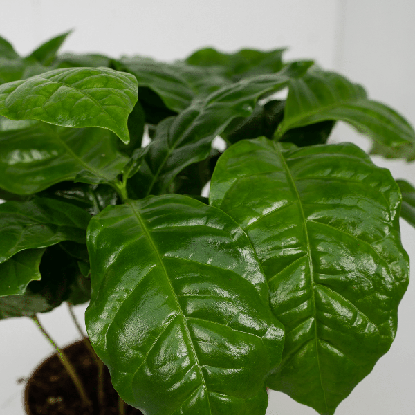 Kaffeepflanze - Coffea Arabica - Zimmerpflanze - Ø12cm - ↕25cm - 2 Stück
