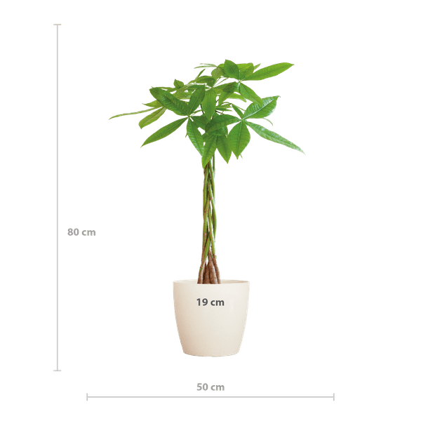 Pachira Aquatica Geldbaum Glückskastanie ca. 80cm mit geflochtenem Stamm im weißen Viber Biotopf Ø21cm – Zimmerpflanze für Wohnung Büro Wohnzimmer