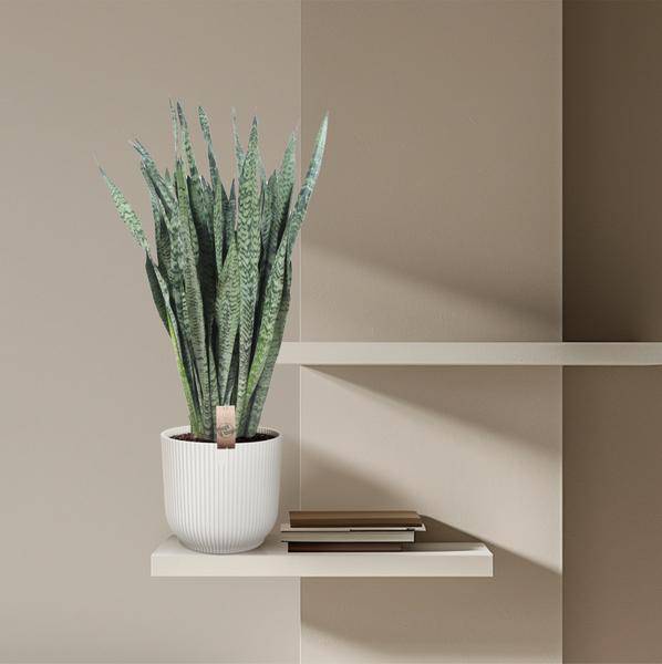 Ceylon-Bogenhanf – Sansevieria Zeylenica – Zimmerpflanze 110cm – Ø35cm – Pflegeleichte Grünpflanze für Wohnzimmer, Büro & Schlafzimmer – Luftreinigende Pflanze
