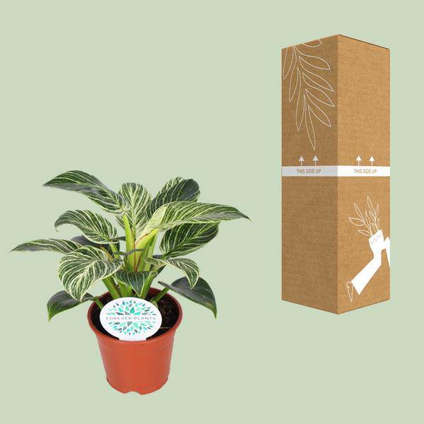 Baumfreund - Philodendron Birkin - Zimmerpflanze - Ø14cm - ↕25cm