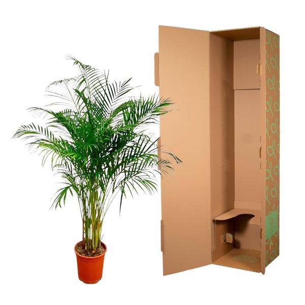 Goldfruchtpalme – Dypsis Lutescens – Areca-Palme – Zimmerpflanze – ca. 170 cm hoch – Ø24 cm Topf – Tropisches Flair für Innenräume – Luftreinigend & Pflegeleicht