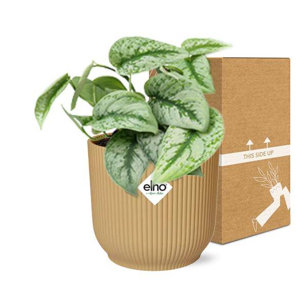 Efeutute - Scindapsus Pictus 'Trebie' - Zimmerpflanze + Topf Vibes Fold 14cm Gelb