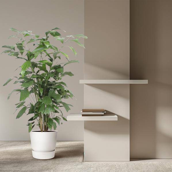 Fischschwanzpalme – Caryota Mitis – Zimmerpflanze – 140cm – Ø27cm – Exotische Palme mit fächerförmigen Blättern für Wohnzimmer und Büro