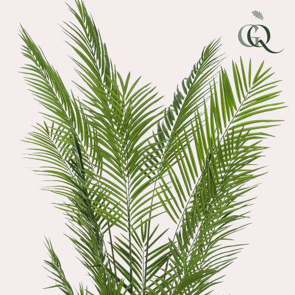 Areca Lutescens Goldpalme – Künstliche Zimmerpflanze – Tropische Palme 240 cm – pflegeleichte Dekoration für Wohnzimmer, Büro & Innenräume