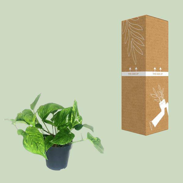 Efeutute Scindapsus Pictus Trebie – Zimmerpflanze im Ø12 cm Topf – ca. 20 cm hoch – Herzförmige Blätter mit silbernen Mustern – Pflegeleicht & luftreinigend