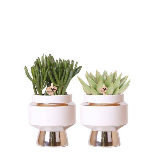 Rhipsalis 2er-Set in silbernen Le Chic Keramiktöpfen – Ø9 cm – Stilvolle Zimmerpflanzen – Pflegeleichte Kakteen im eleganten Design – Perfekt für Zuhause & Büro