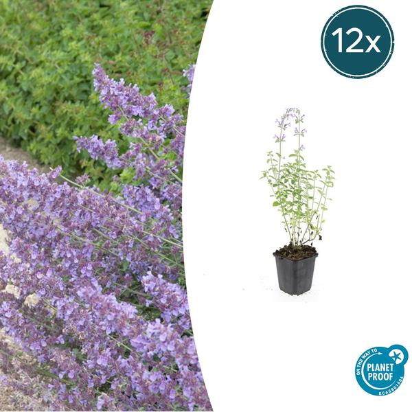 Katzenminze – Nepeta 'Walker's Low' – ↕10-25cm – Ø9cm – 12 Pflanzen – Lavendelblau – Bienenfreundlich – Pflegeleicht – Sonne