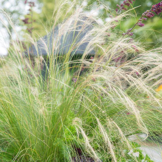 Stipa tenuissima 'Pferdeschwänze' – 40 Pflanzen – Federgras – Ziergras – Luftig & Graziles Gras – Blüht Mai–September – Sonniger Standort