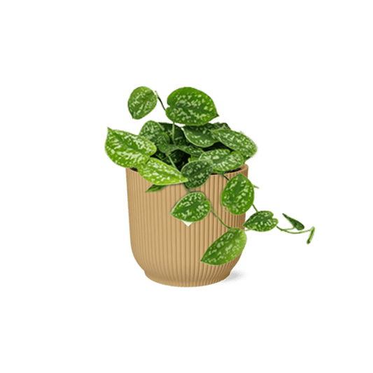 Efeutute - Scindapsus Pictus 'Argyraeus' - Zimmerpflanze + Topf Vibes Falten 14cm Gelb