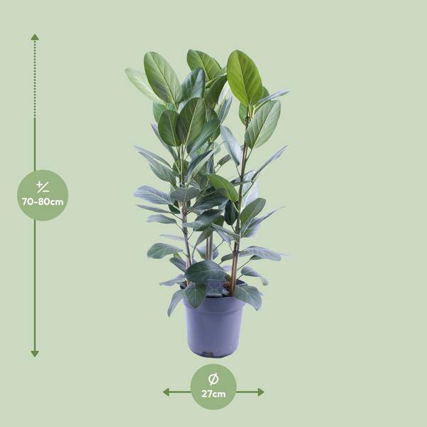 Banyanbaum - Ficus Audrey - Zimmerpflanze - Ø27cm - ↕105cm - 3 Stück