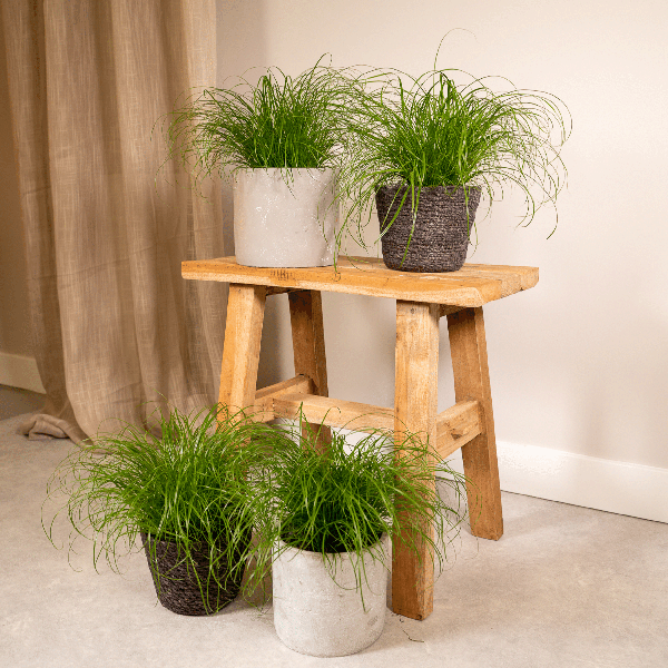 Katzengras - Cyperus Alternifolius - Zimmerpflanze - Ø12cm - ↕20cm - 4 Stück