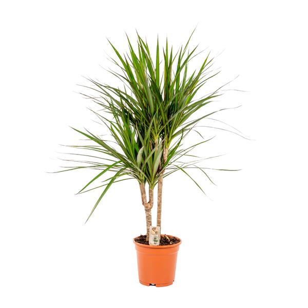 Drachenbaum Dracaena Marginata – Zimmerpflanze – ↕90cm – Ø17cm – Luftreinigende Grünpflanze – Pflegeleicht – Für Wohnzimmer, Büro & Schlafzimmer – Direkt aus der Gärtnerei