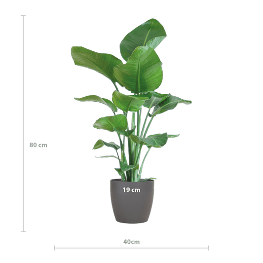 Strelitzia Nicolai – Baum-Strelitzie – Zimmerpflanze – 80 cm hoch – Ø21 cm – inkl. Topf Viber Grau – Paradiesvogelpflanze, tropisches Grün, pflegeleicht