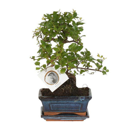 Bonsai - S-Form - Zimmerpflanze - Ø15cm - ↕15cm