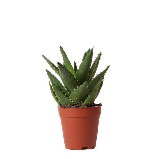 Sukkulente Aloe Brevifolia – Grüne, Stachelige Zimmerpflanze – Ø9cm – Pflegeleicht & Robust – Ideal für helle Standorte ohne direkte Sonne