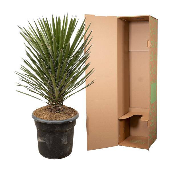 Australische Faserpalme - Yucca Filifera Australis - Zimmerpflanze - 100cm - ø30cm
