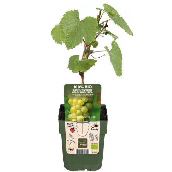 Weinrebe - Weintraube - Vitis vinifera 'Johanniter' - Ø13cm - ↕45cm
