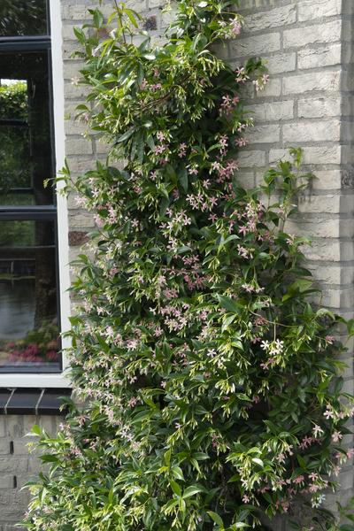Sternjasmin Trachelospermum 'Star of Ibiza' – Rosa – Immergrüne Kletterpflanze – ca. 65cm Höhe – Duftender mediterraner Jasmin für Terrasse & Balkon