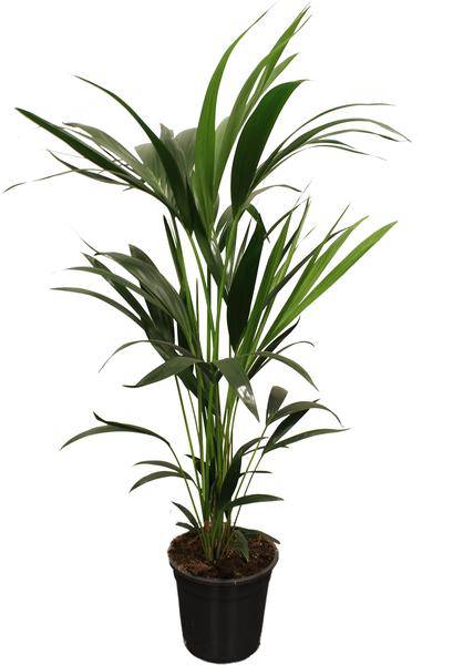 Howea Forsteriana Kentia – Forstersche Kentia – Zimmerpflanze – Ø21cm – Höhe ca. 100cm – Elegante, pflegeleichte Grünpflanze – Für Wohnzimmer & Büro