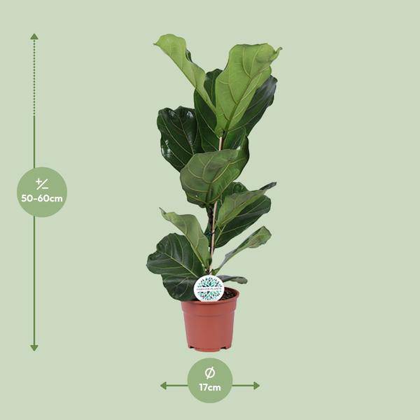 Ficus lyrata – Geigen-Feige – Zimmerpflanze – Luftreinigend – Dekorativ – Topf Ø17 cm – Höhe ca. 60 cm – Pflegeleicht – Wohnzimmerpflanze