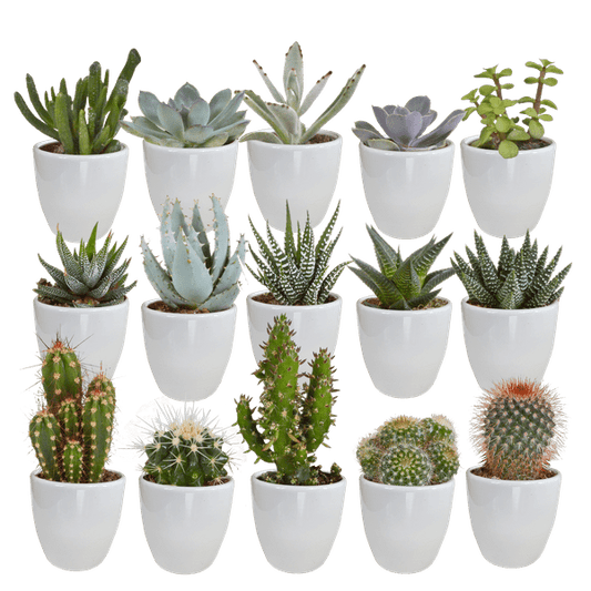 Sukkulenten Kaktus Mix - 5,5 cm - 15 Stück - Zimmerpflanze - im weißen Topf