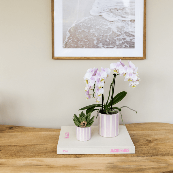 Phalaenopsis Orchidee Portugal Rosa + Painted Stripe Ziertopf Rosa – Ø9cm – Blühende Zimmerpflanze im stylischen Dekotopf – Frische Sommer-Deko