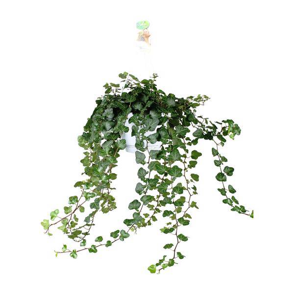 Efeu – Hedera Helix Wonder Green – Zimmerpflanze – Ø24 cm – 70 cm Höhe – Luftreinigend & Pflegeleicht – Kletterpflanze für Wohnräume