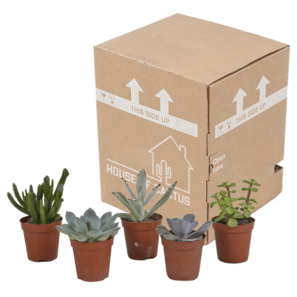 Sukkulenten - Mix - 5,5 cm - 5 Stück