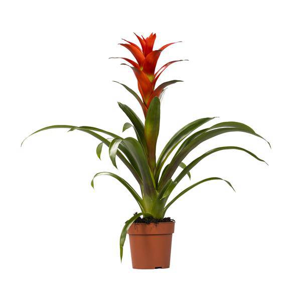 Bromelie - Guzmania Ostara - Zimmerpflanze - Ø12cm - ↕45cm