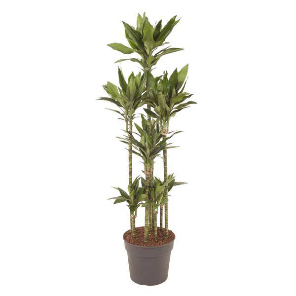 Drachenbaum - Dracaena Janet Lind Karussell - Zimmerpflanze - 170cm - ø34cm