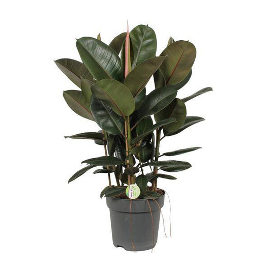 Feigenbaum - Ficus Robusta - Zimmerpflanze - Ø27cm - ↕90cm