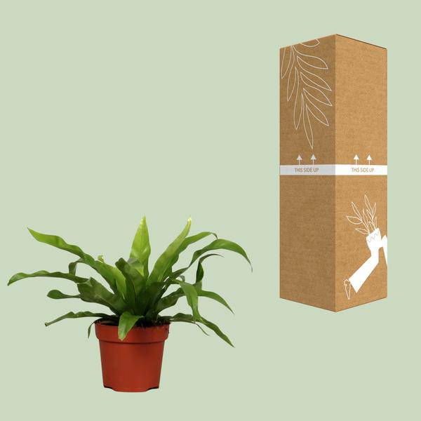 Nestfarn - Asplenium Antiquum - Zimmerpflanze - Ø12cm - ↕25cm