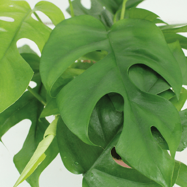 Fensterblatt - Monstera Minima - Zimmerpflanze - Ø15cm - ↕30cm - 2 Stück