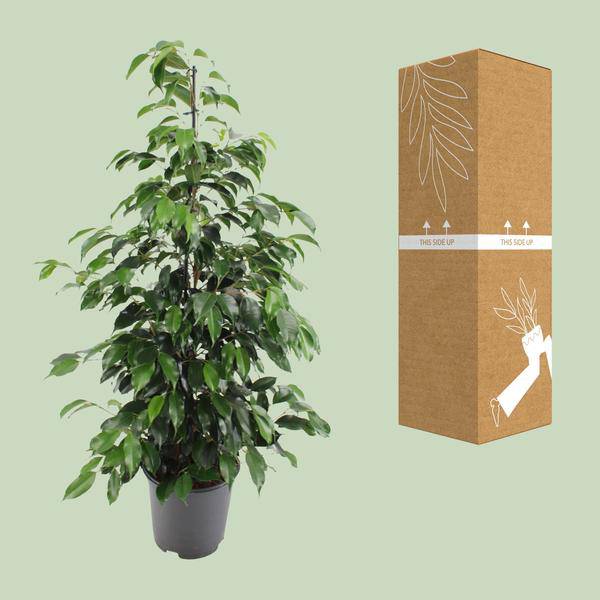 Birkenfeige - Ficus benjamina Danielle - Zimmerpflanze - Ø21cm - ↕95cm